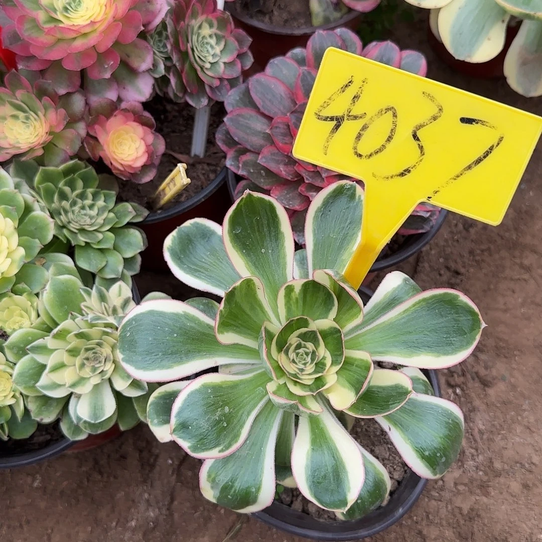 4837--燕姿多肉植物