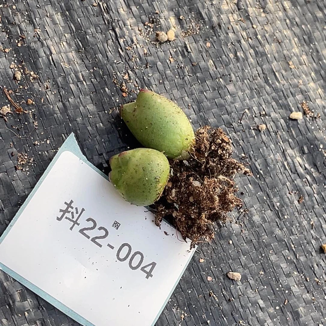 ****u22-4肉锥多肉植物