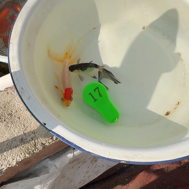 海水鱼金鱼包邮包活到家