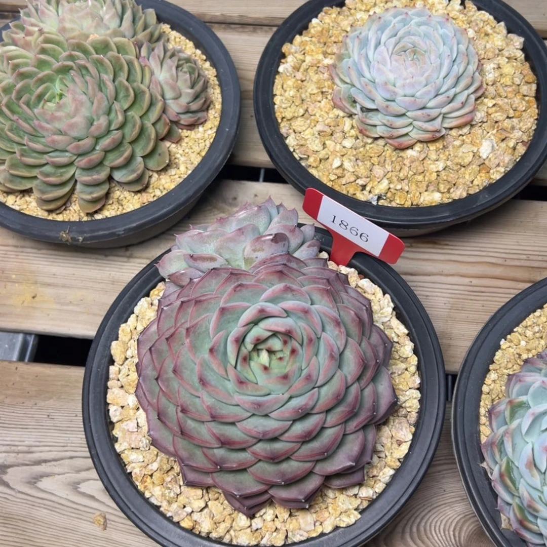 ?****?1866肉多么多么多么