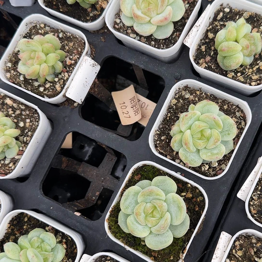 T3000 盆外棚一个满25包邮