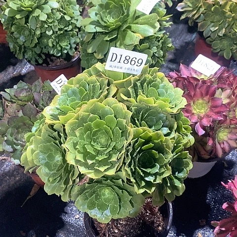 1869路羊绒多肉杆子有瑕疵处理不售后