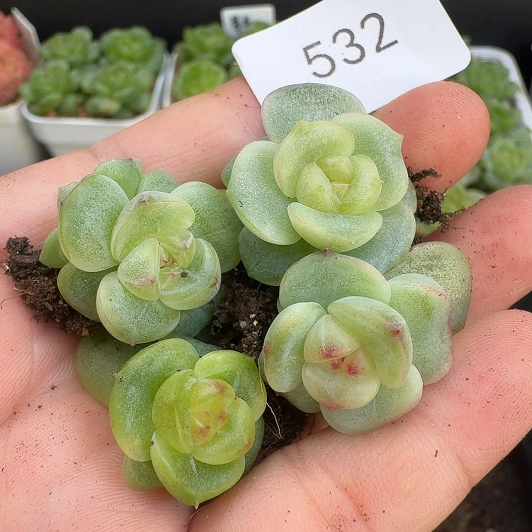 一物一拍一物一拍917-532
