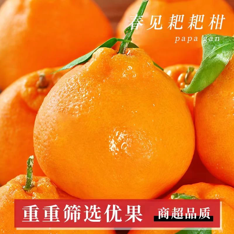 四川自然成熟春见耙耙柑现摘现发新鲜水果应季柑橘