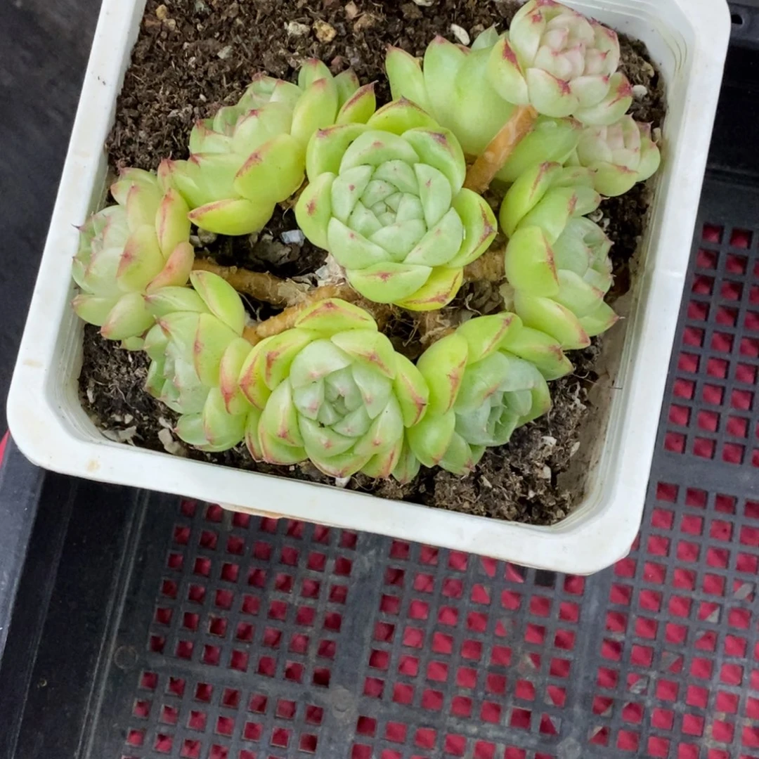 肖***也精品多肉一物一拍不包整224