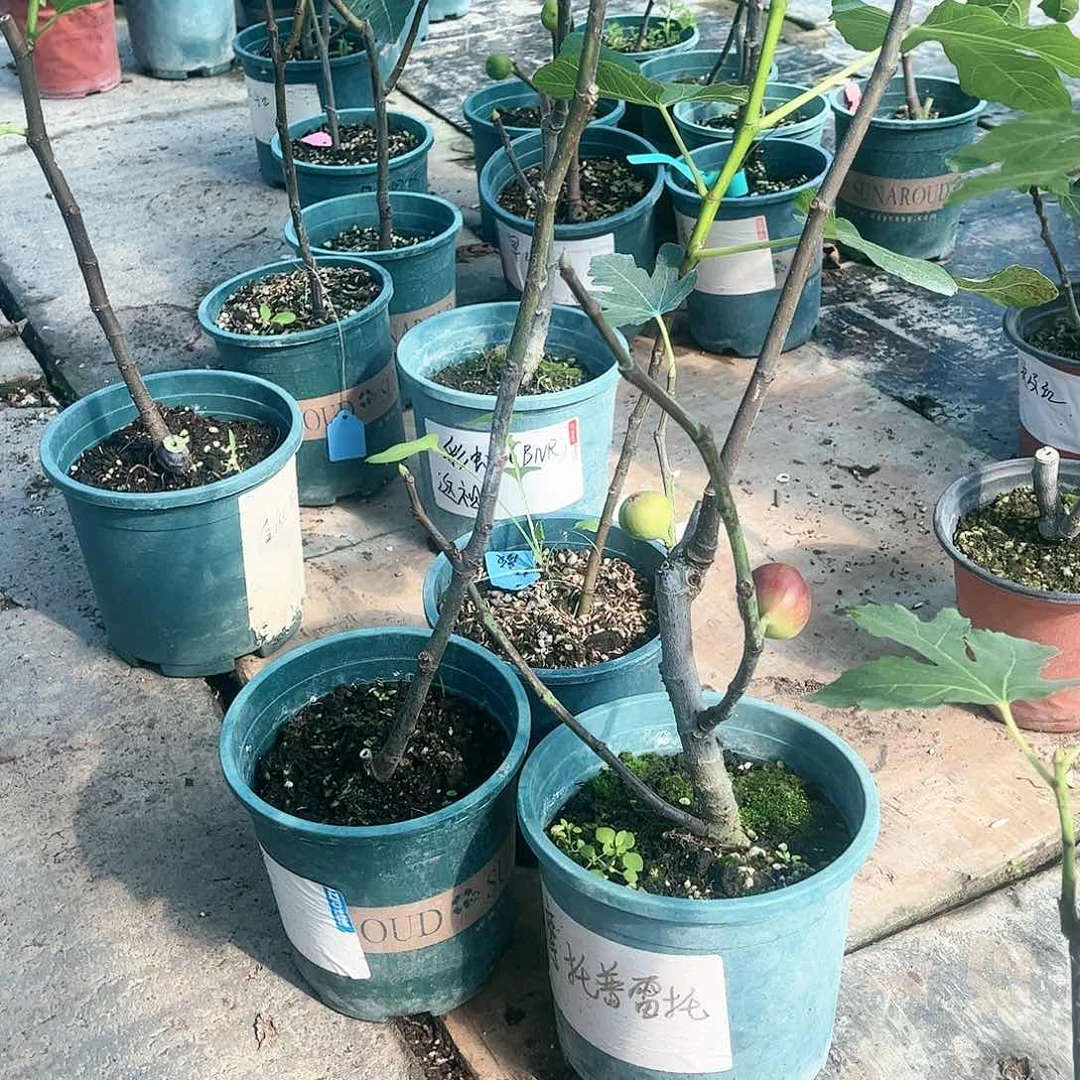 无花朵波姬红16.8两颗双色盆发货