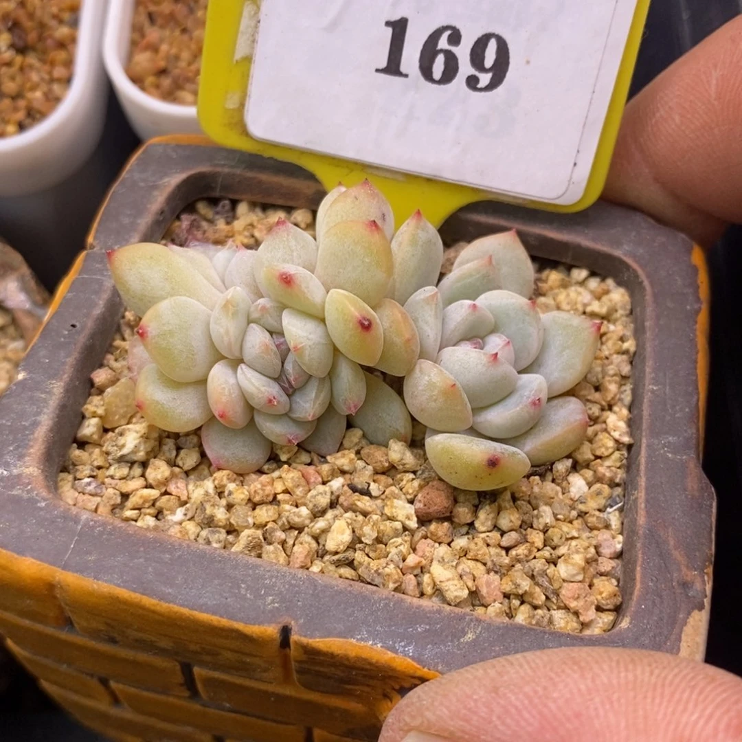 2169后梦缀多肉植物