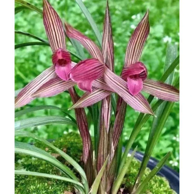 【鼎诚静兰谷3号店】春兰【红楼梦】绿植盆栽花卉