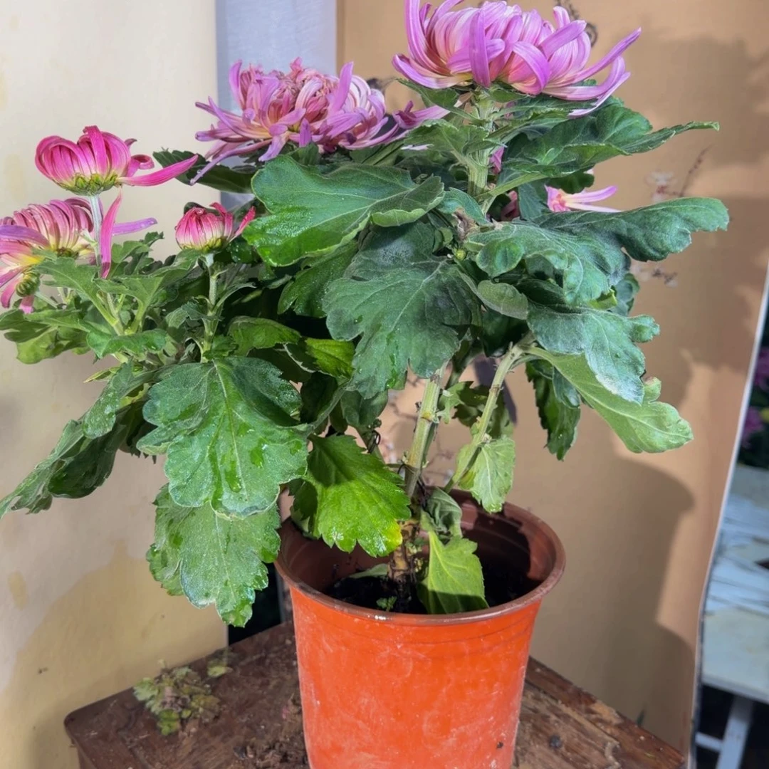 完全开放S11111111