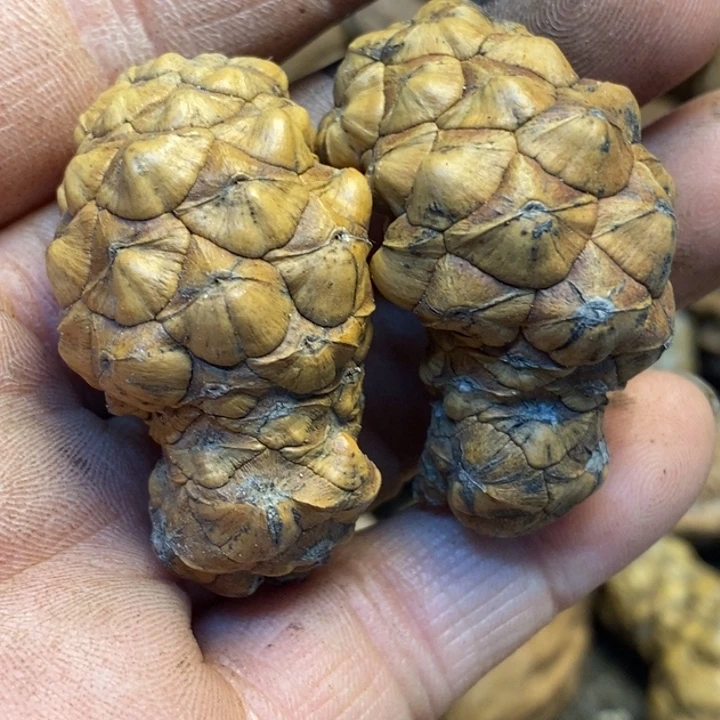 桃核吊坠娜姐真的145