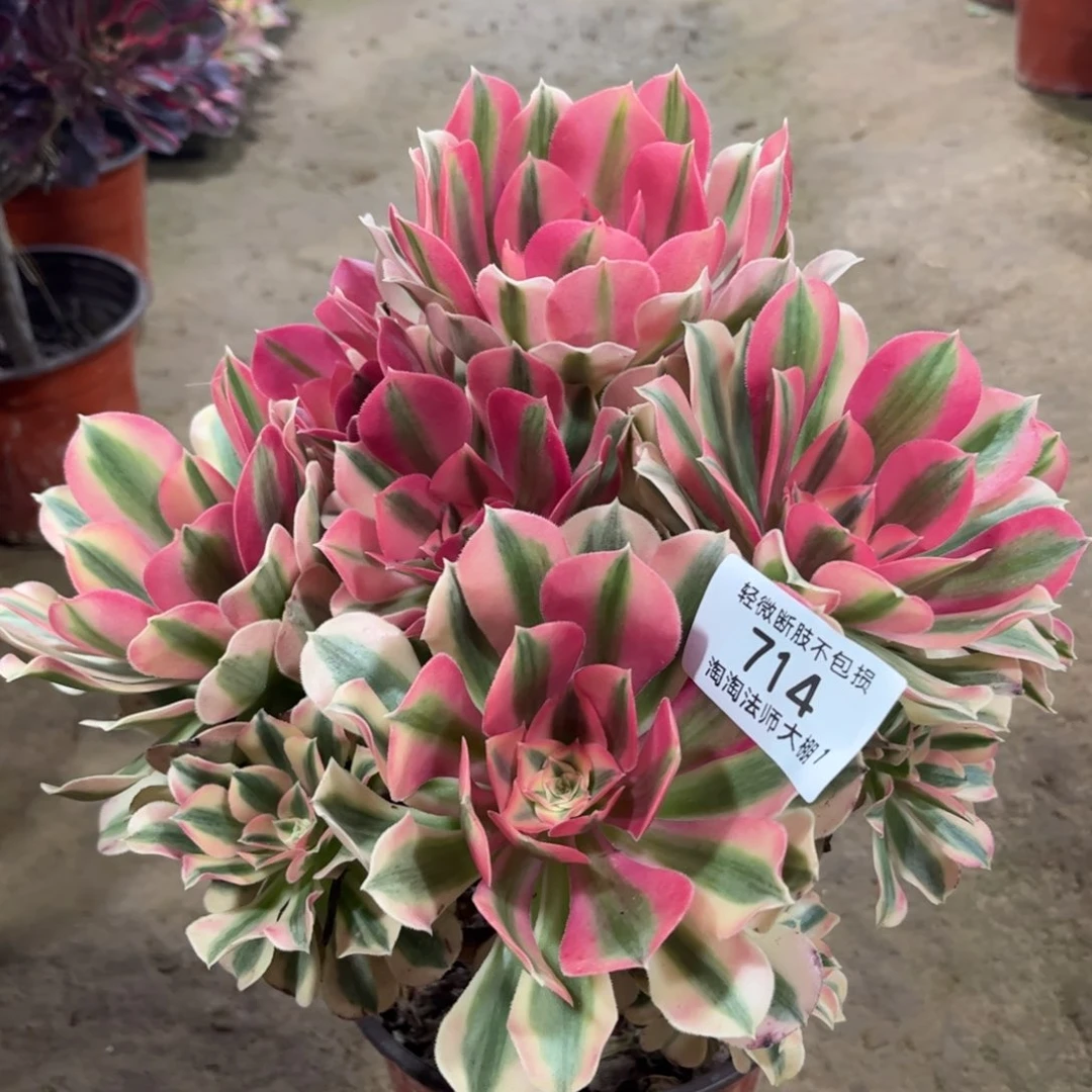 714粉女巫多肉植物法师