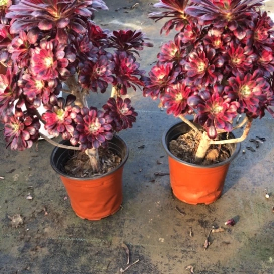 法师多肉植物法师829