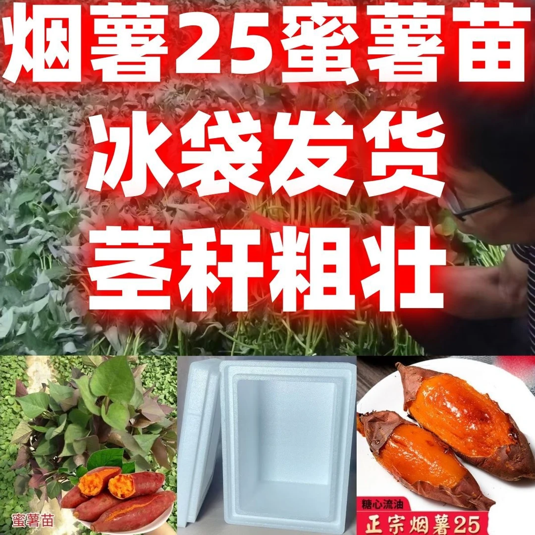 好吃流蜜烟薯25蜜薯苗好吃红薯耐热抗旱各种红薯苗红薯茎秆发货