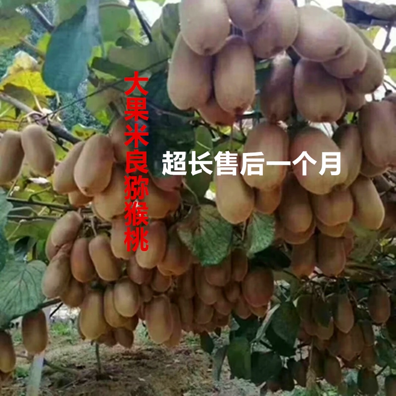 米良猕猴桃嫁接苗杯苗大果爬藤猕猴桃