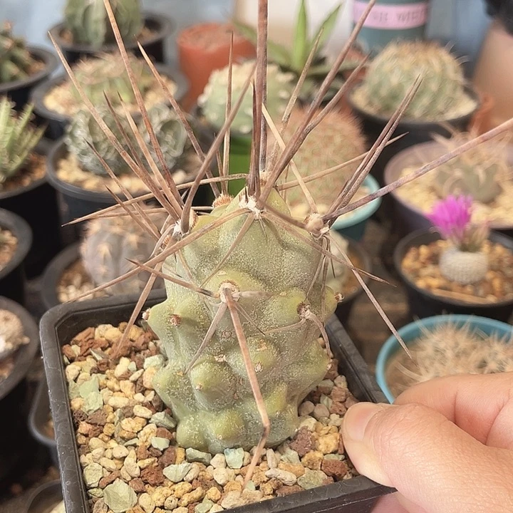 自根枪舞者仙人球