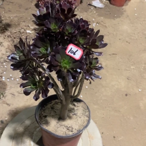 黑法黑豆一物一拍