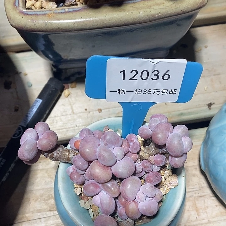 熙诚精品多肉桃蛋