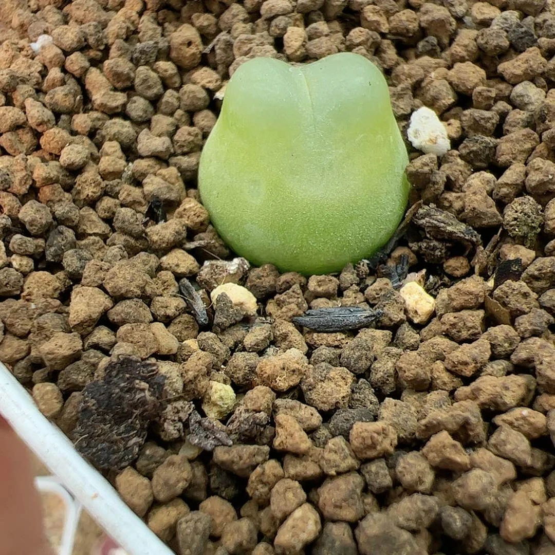【闪购商品】169 拉登1.5cm