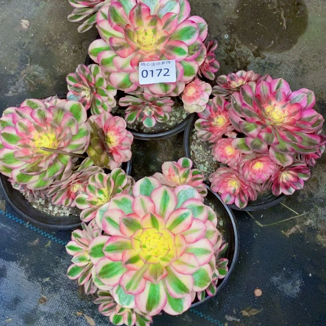 0172倾城多肉植物四颗