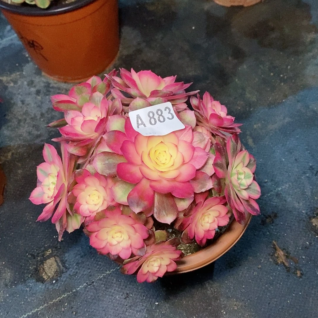 荔枝883炖肉111111