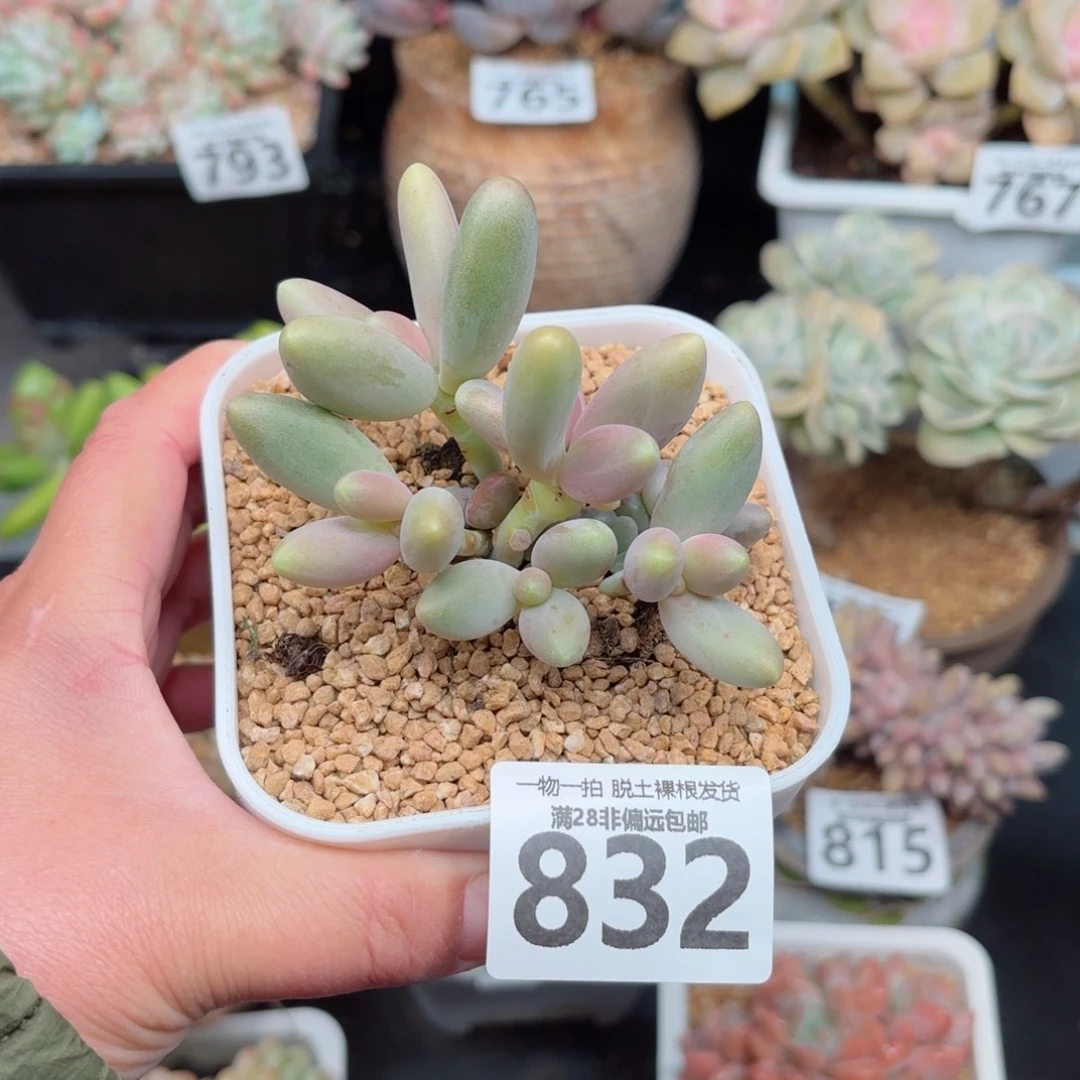 糖果美人无盆土发货