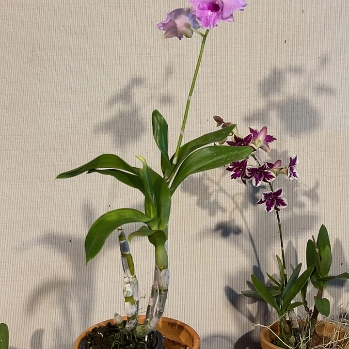 当前无花朵，栽培后可花朵粉卡847