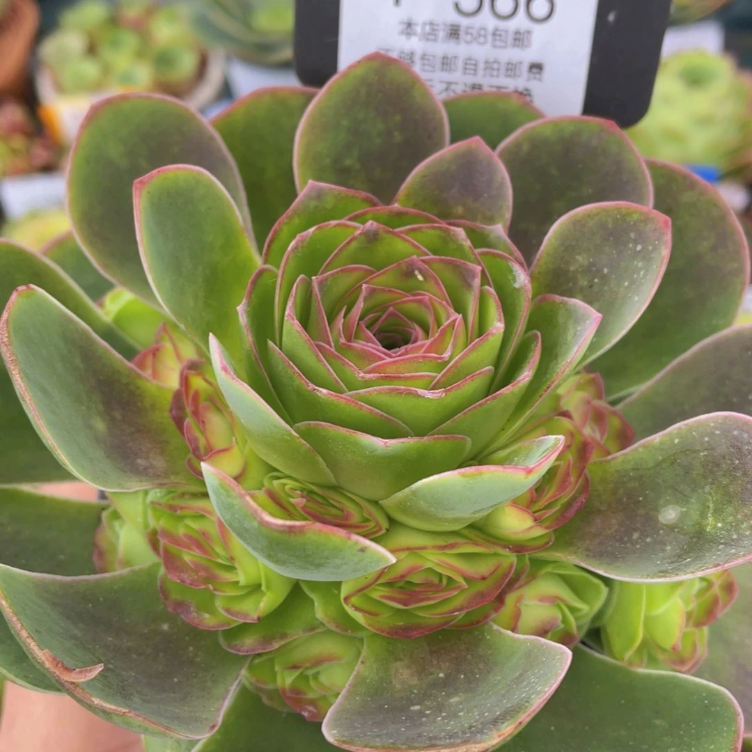 粉红舞鞋新年福利 566一物一拍