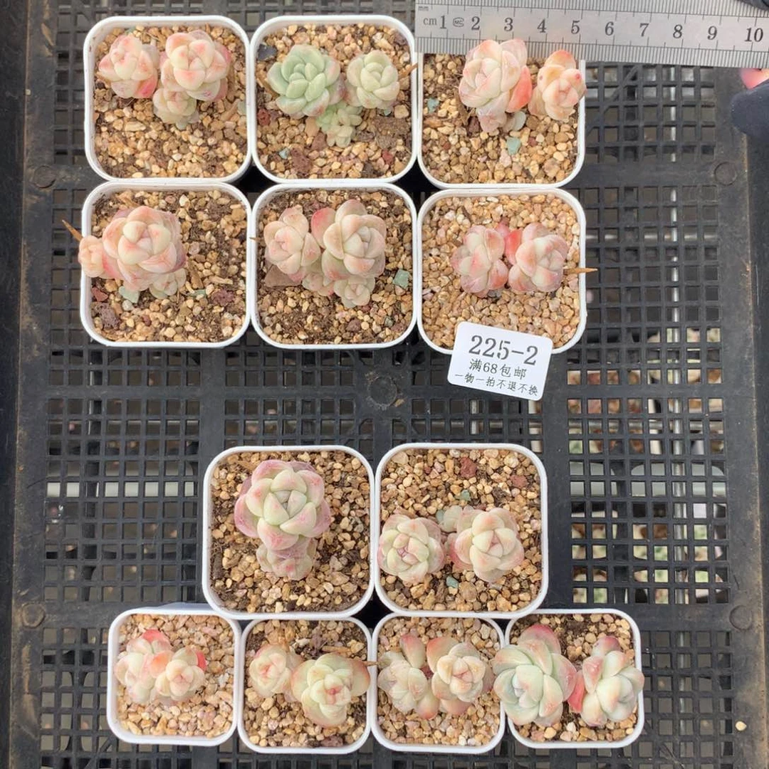 .2。长腿小脸冰玉。送小肉。