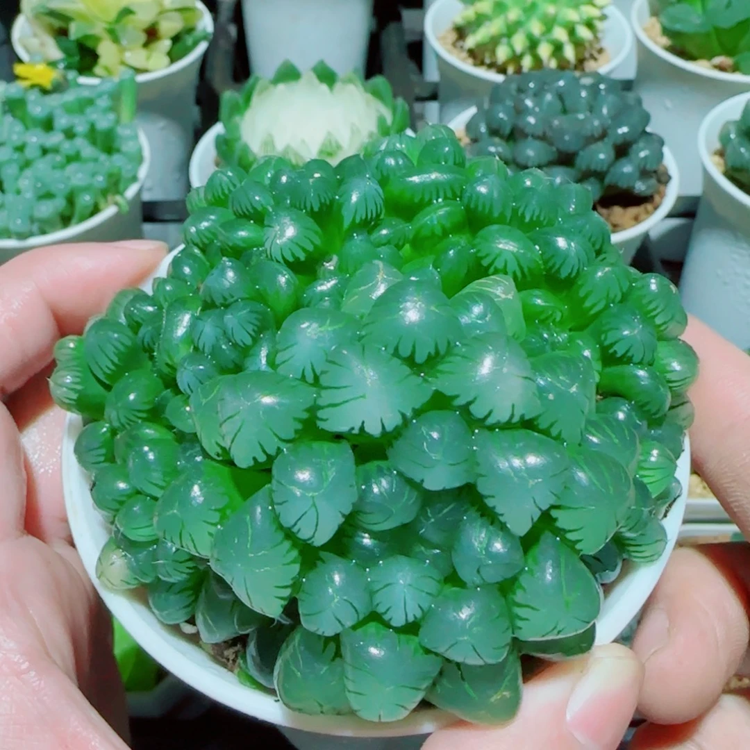 粉姬玉露群多肉植物