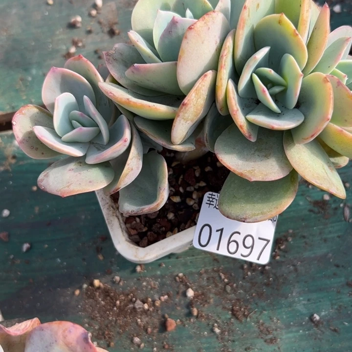 幸运儿的故事也是