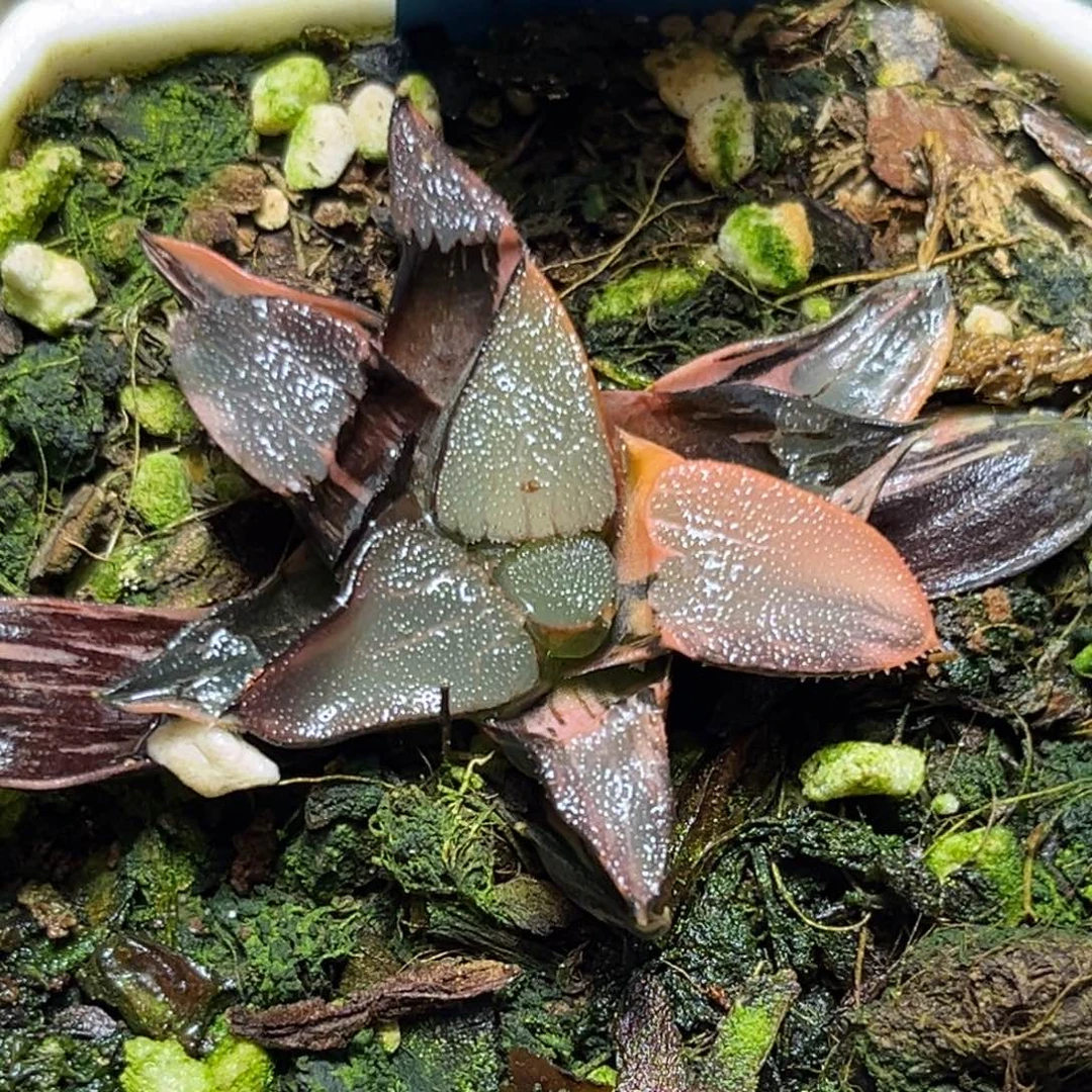 恭喜发财大吉大利0131