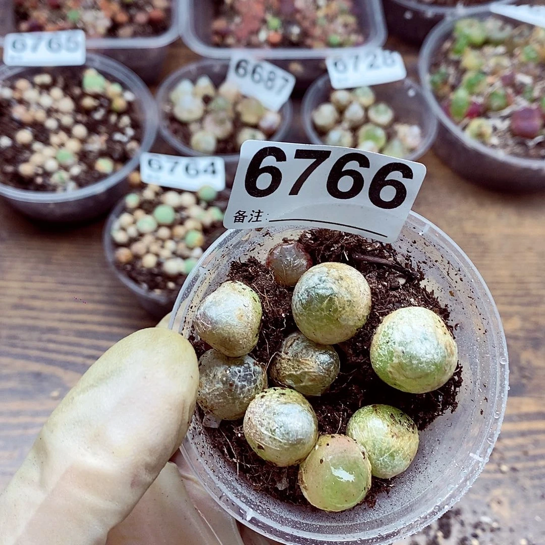 6766粉墨时代开启全新