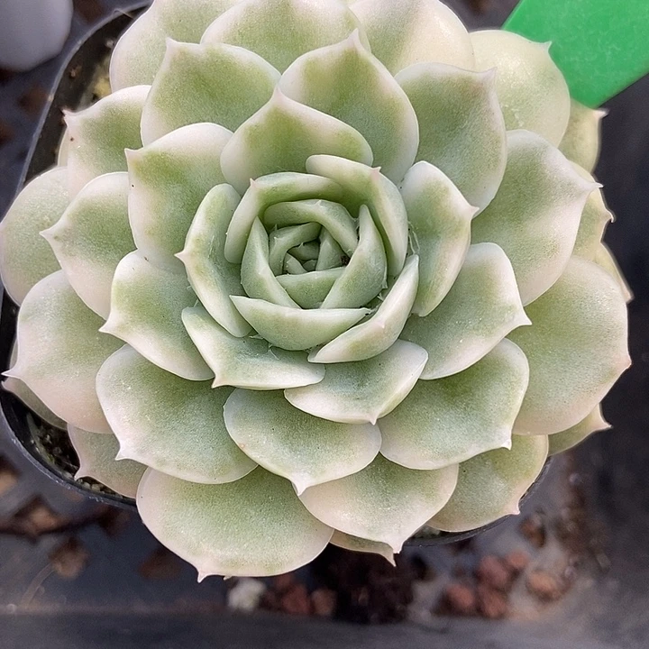 多肉植物昂斯诺锦157