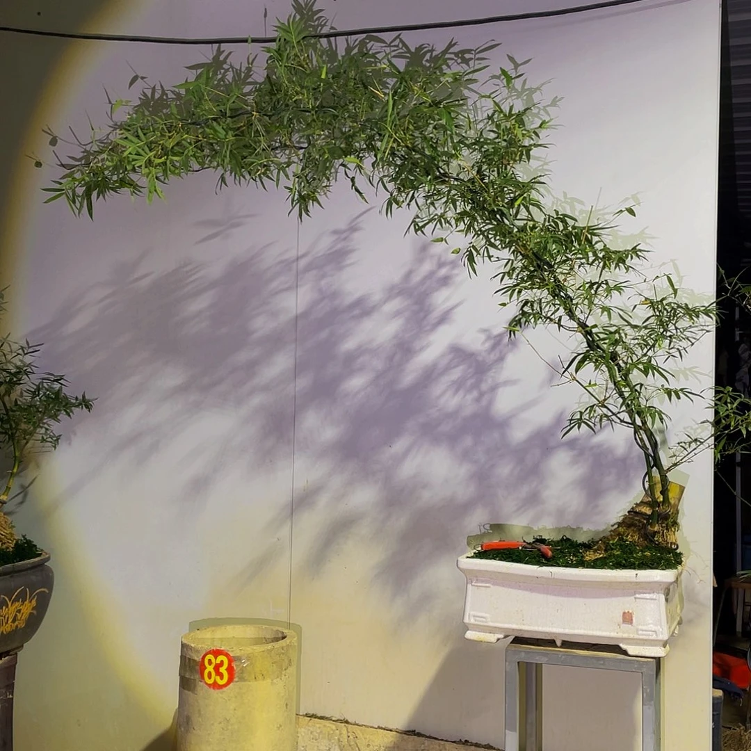 杭***告无花朵小叶簕竹熟桩陶瓷盆一物一拍