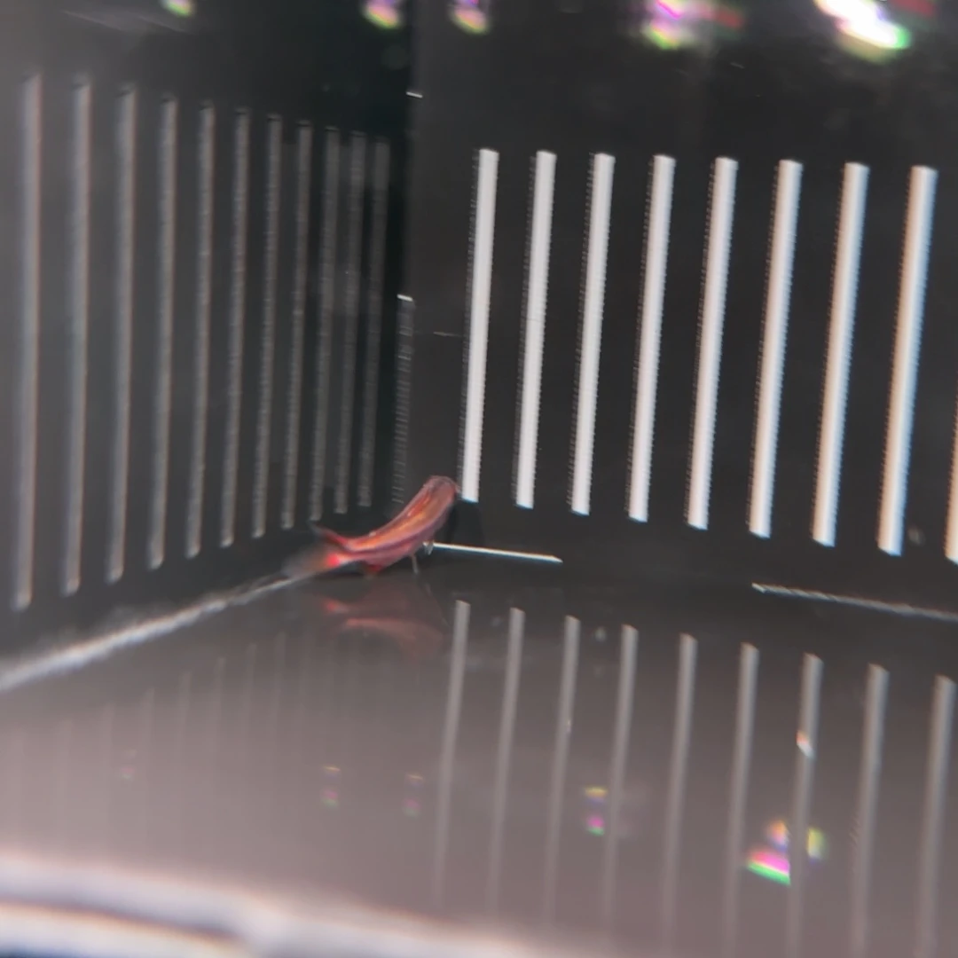 灯科鱼白金血魔带黑沙一条