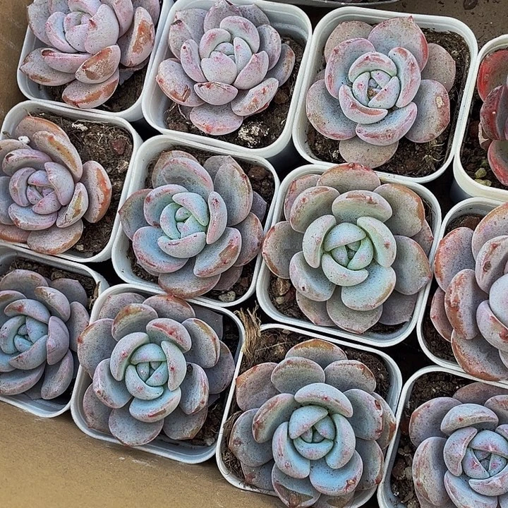 抹茶3.8带盆土发货