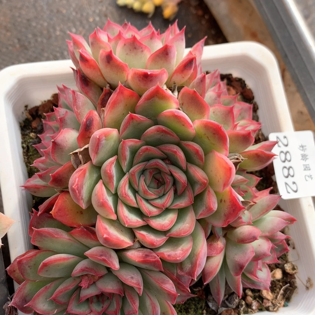 2882杂交多肉植物基地