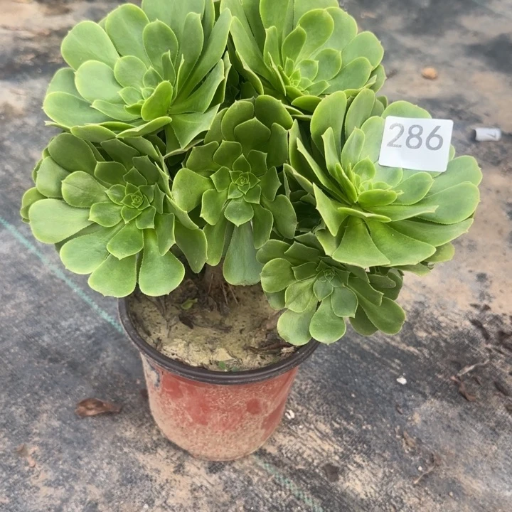 286两单包邮。  绿玫瑰。