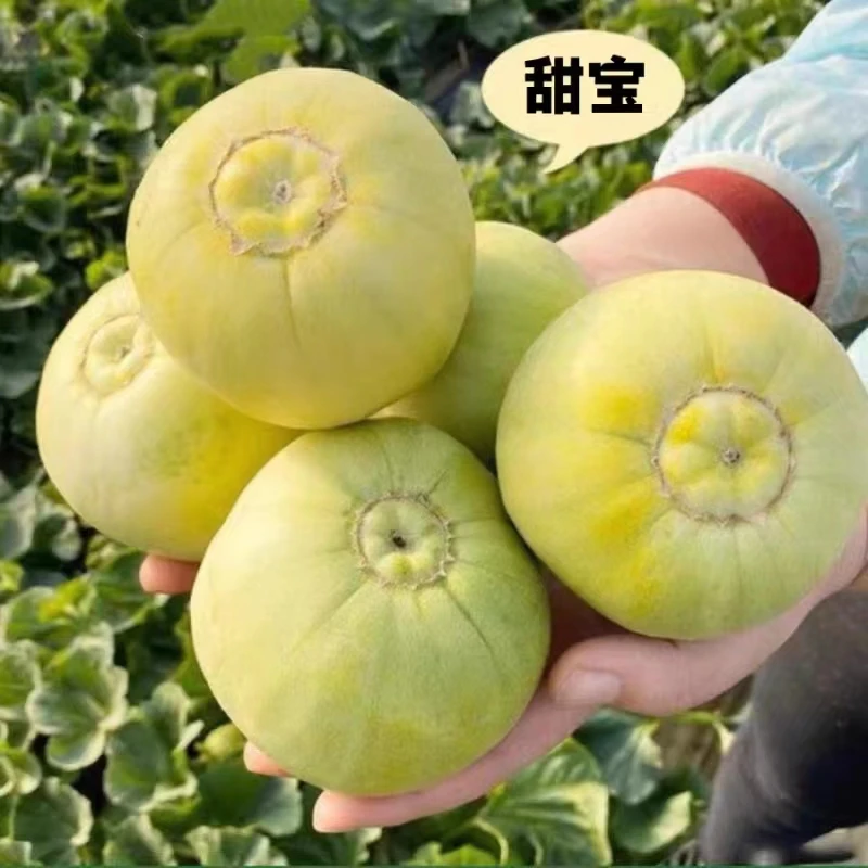 【生鲜特快】河南特产甜瓜露天白糖罐香瓜甜瓜水果蜜瓜小香瓜5斤