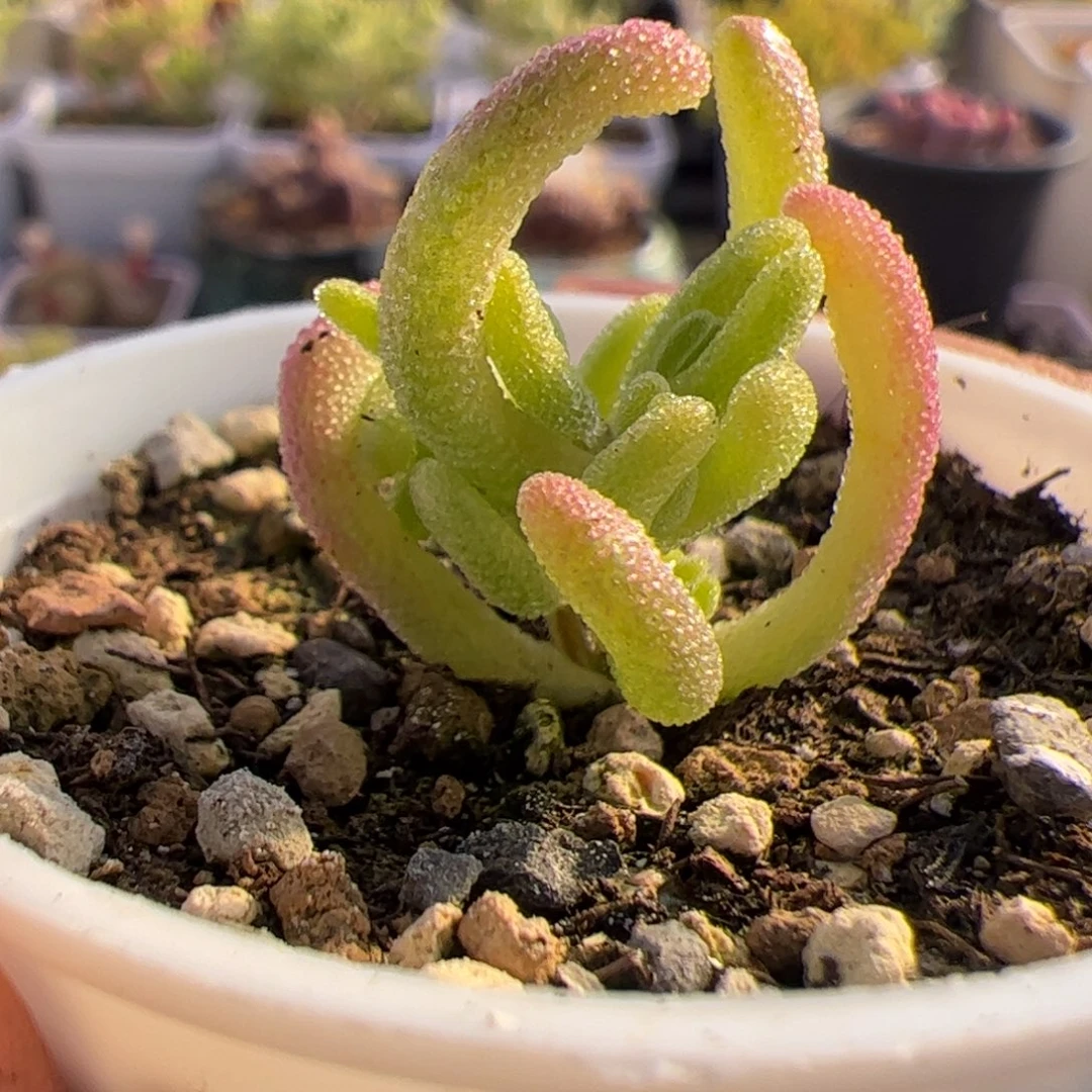 多肉植物枝干钻石黄锦