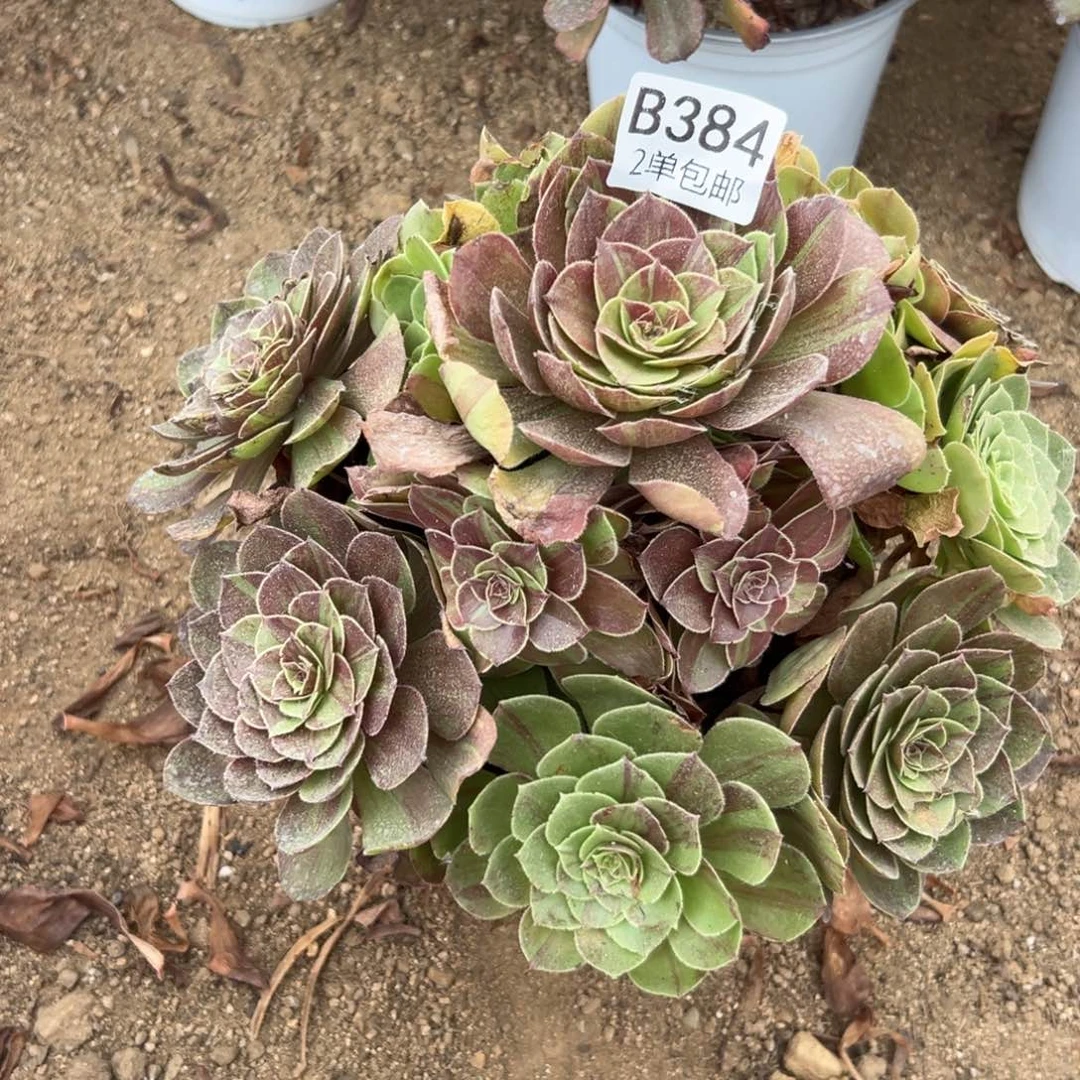 384多肉  花月夜