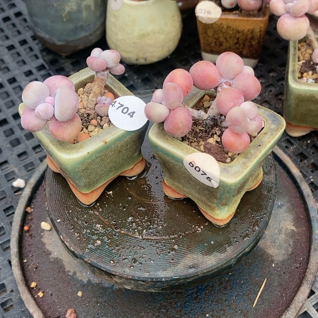 4704.5075糖果腰子蛋两颗带盆土