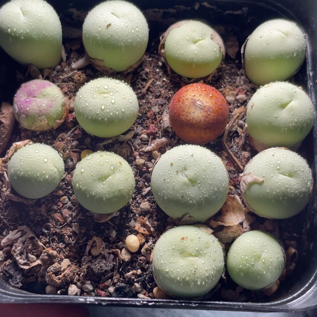 所见即所得～自助拍