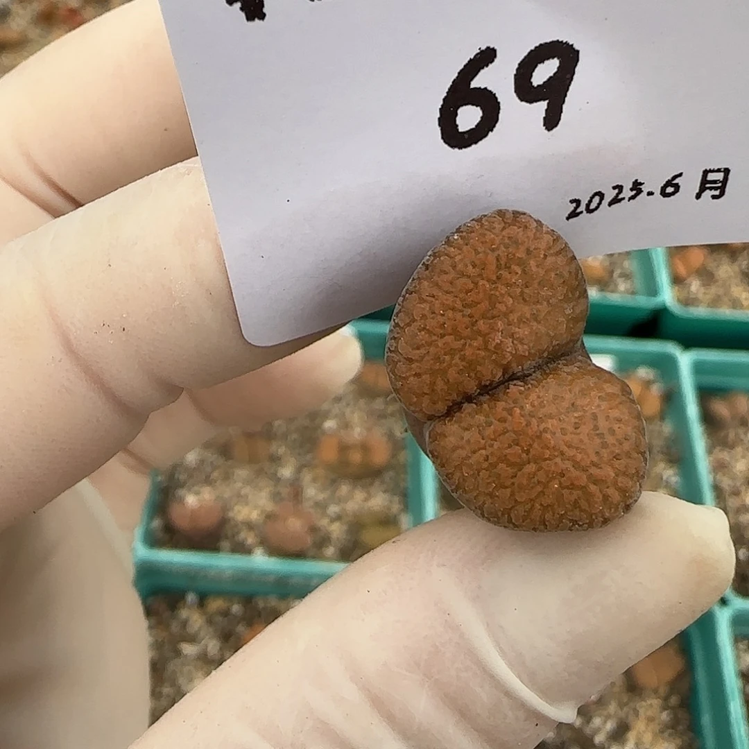 毛****多肉多肉多肉6.27-069