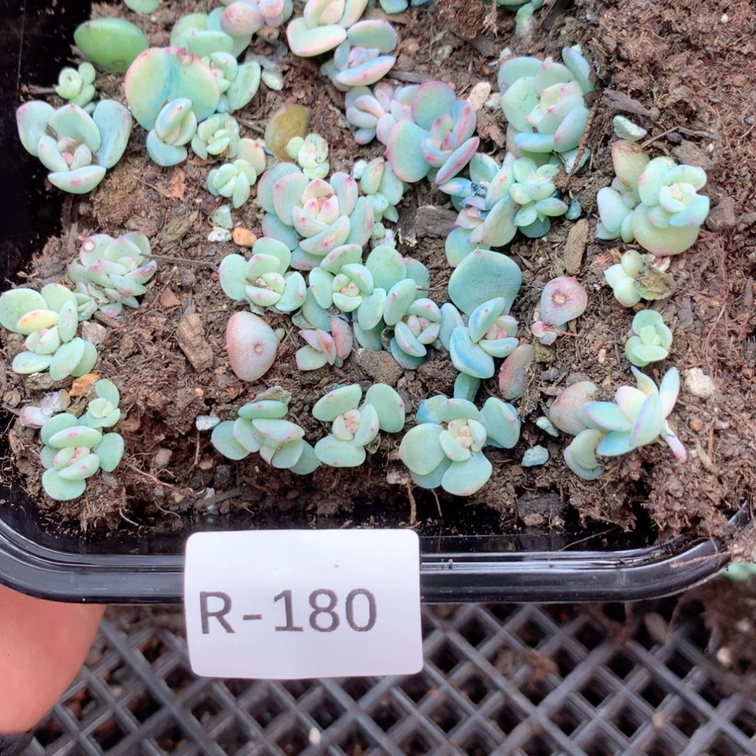 无花朵R180英语英语