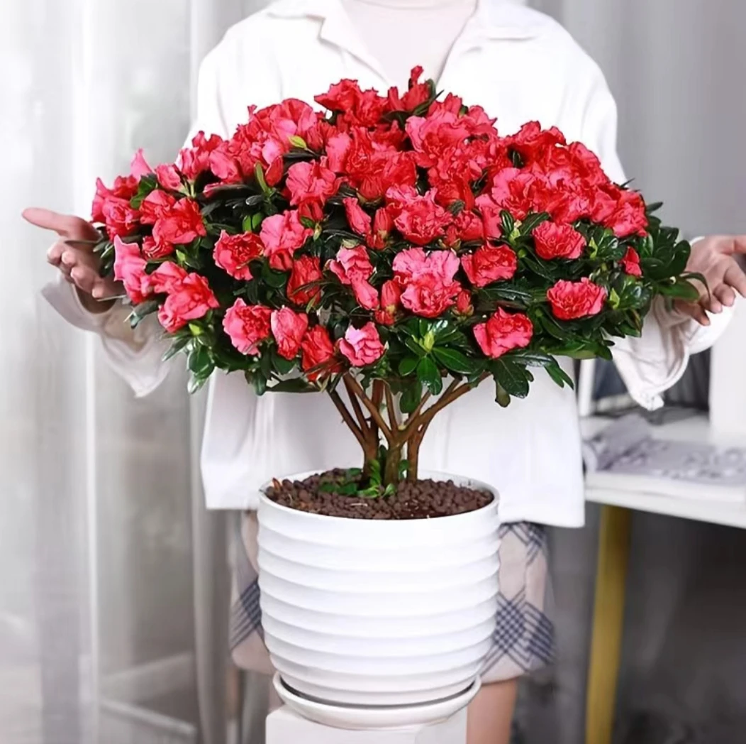 带花苞杜鹃花盆栽四季开花好养室内外阳台绿植