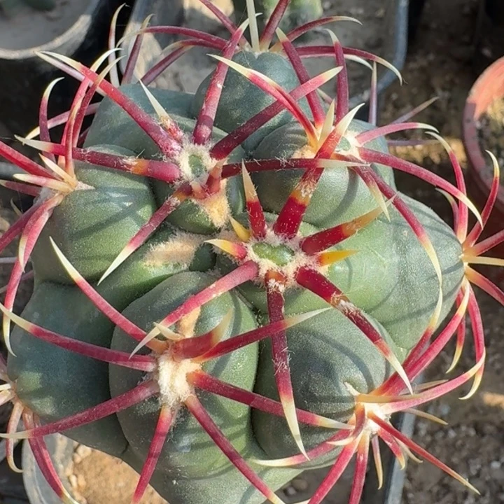 蜘蛛眼大红鹰66666666