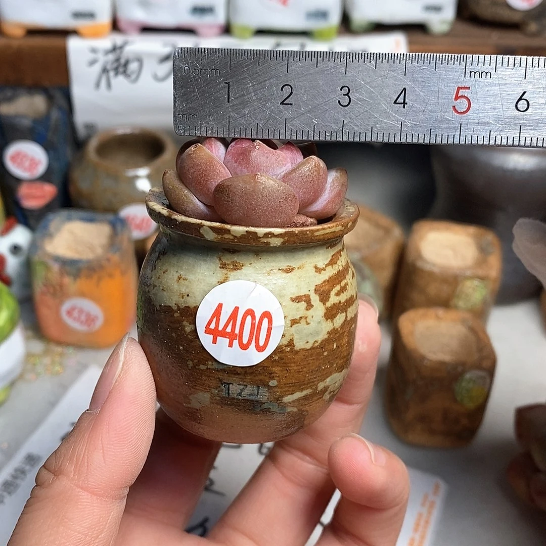 红陶拍5送一个小