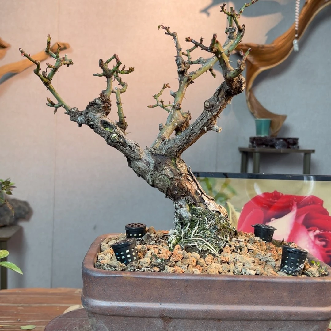 爱***波少量花朵（建议范围：2朵-5朵 或40%以下）