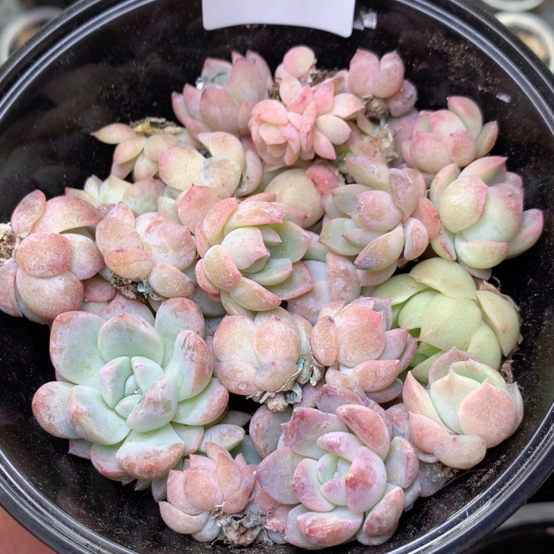 无花朵Z11 珍妮糖心巫拉拉混合组合